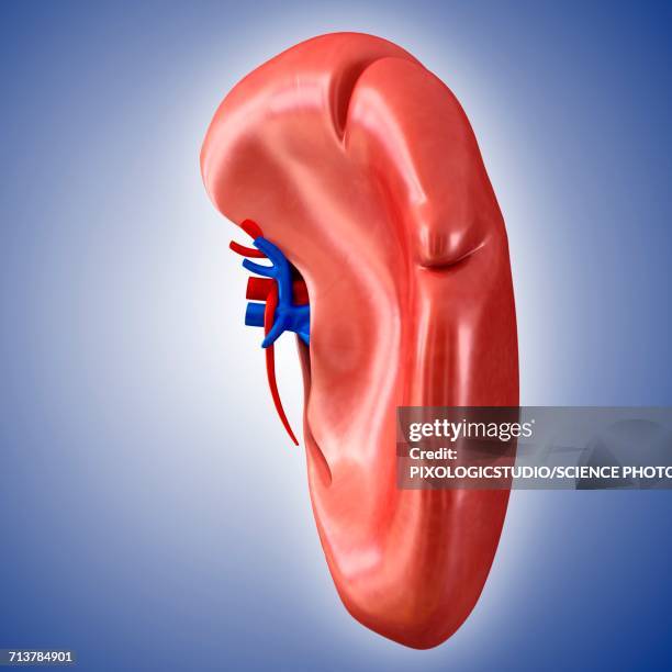 human spleen, illustration - spleen stock illustrations