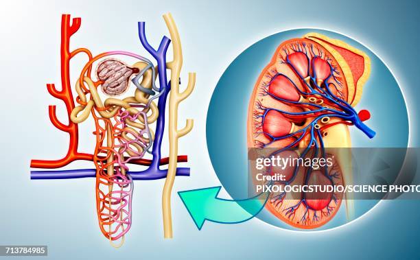 nephron structure in a kidney, illustration - kidney nephron stock illustrations