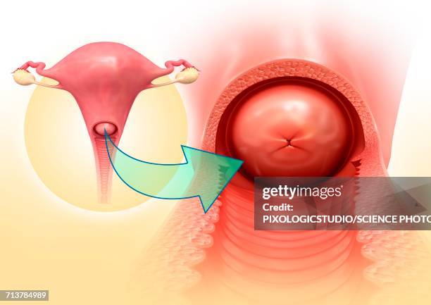 cervix anatomy, illustration - cervix stock illustrations