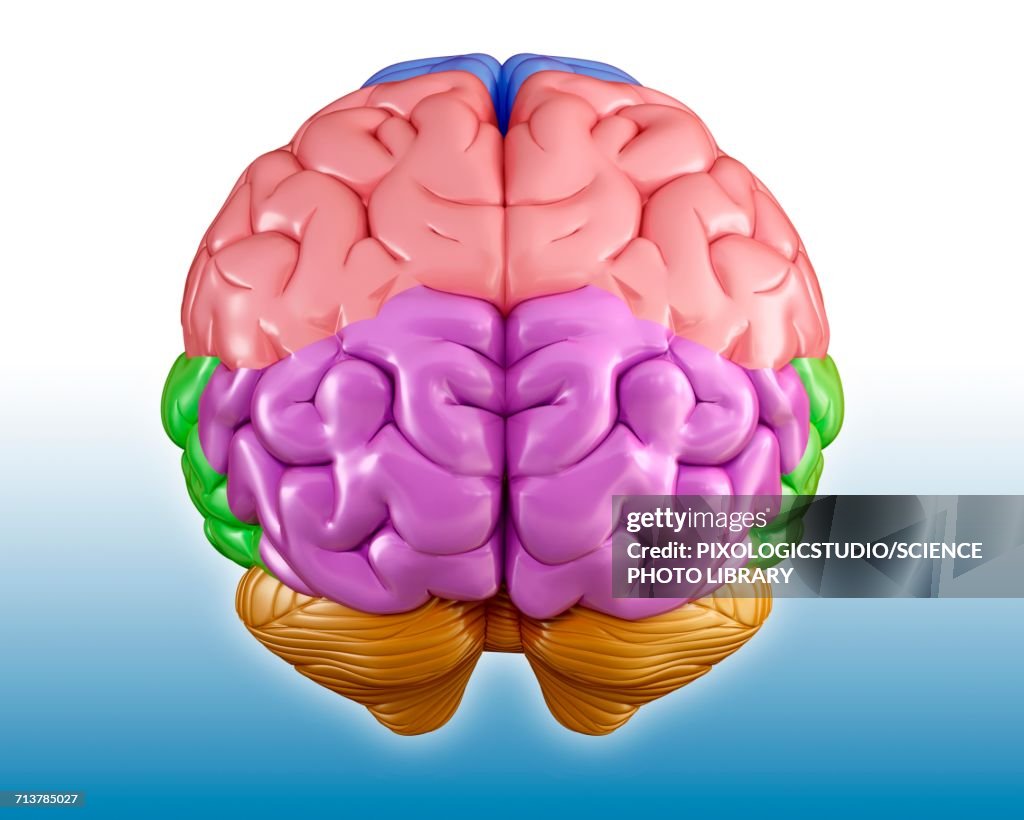Brain Region Rendering Human Brain Regions Illustration High-Res Vector Graphic - Getty Images