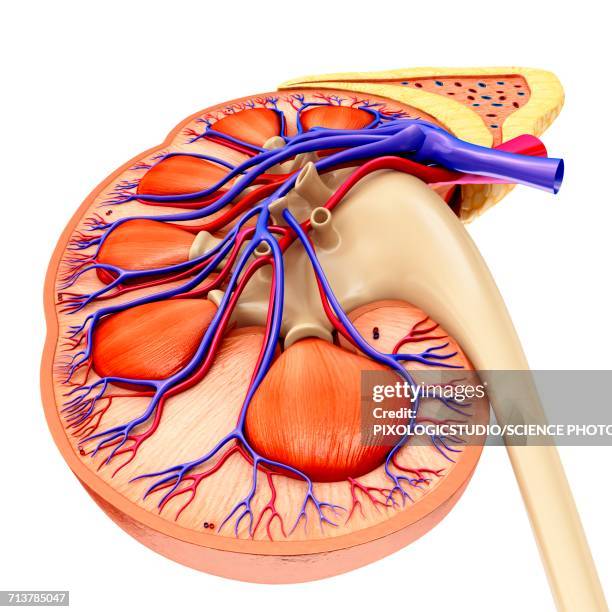 Kidney Section 463 Human Kidney Cross Section Stock Photos, High-Res Pictures, and ...