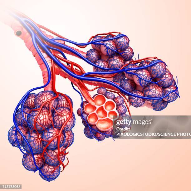 alveoli and capillaries, illustration - capillary body part stock illustrations