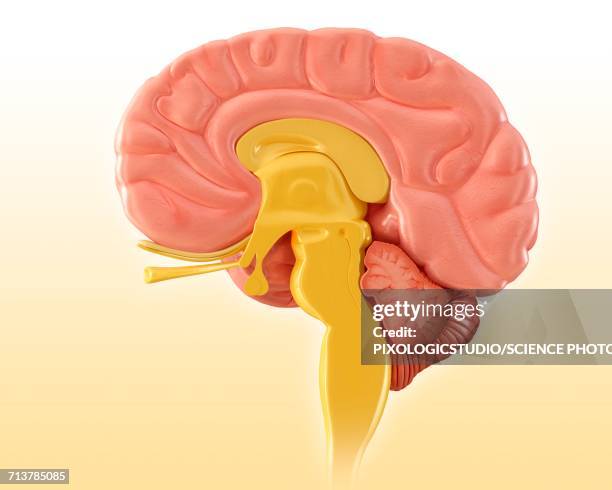 human brain sagittal mid-section, illustration - brain segment stock-grafiken, -clipart, -cartoons und -symbole