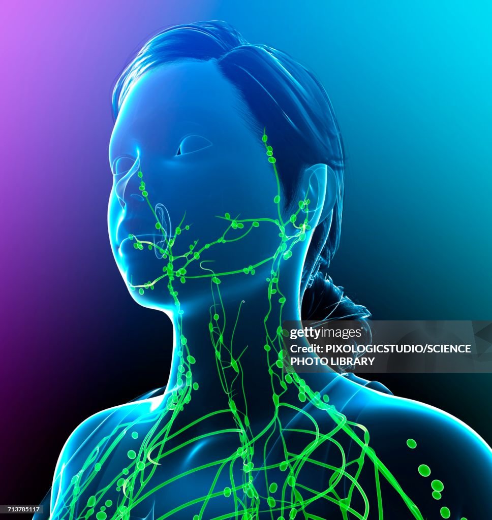 Female lymphatic system, illustration
