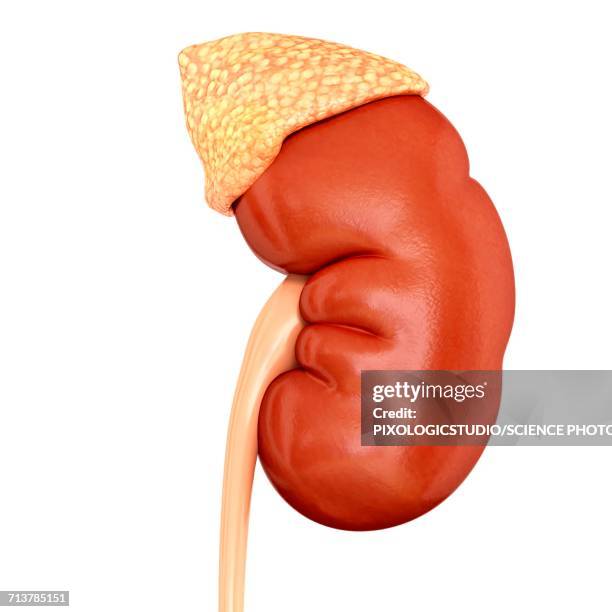 human kidney and adrenal gland, illustration - human gland stock illustrations