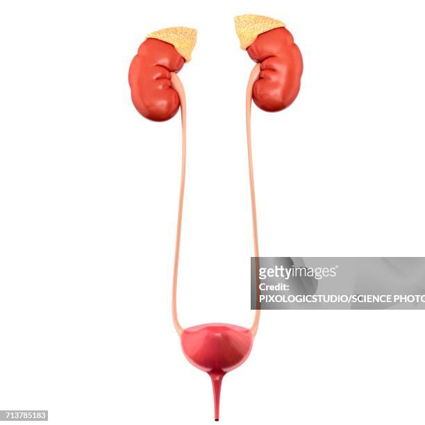 urinary system organs, illustration - bladder点のイラスト素材／クリップアート素材／マンガ素材／アイコン素材