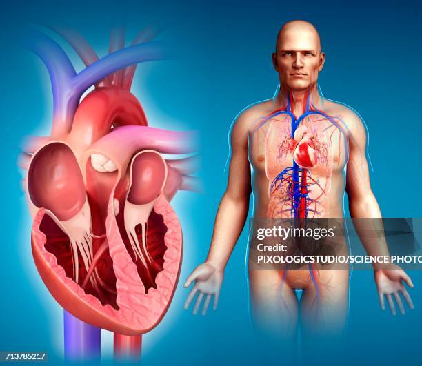 male heart anatomy, illustration - herz anatomiebegriff stock-grafiken, -clipart, -cartoons und -symbole