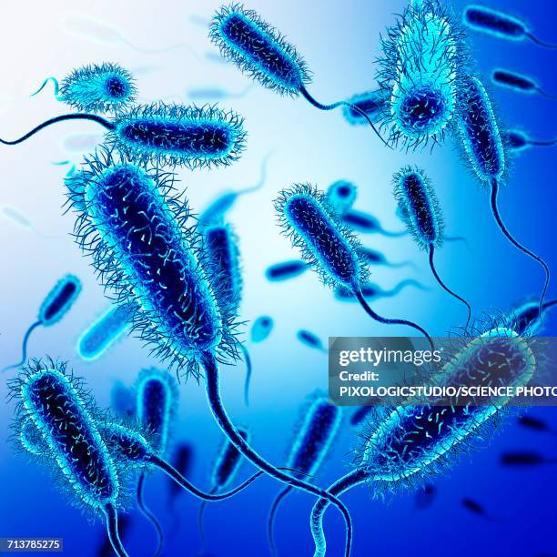 stockillustraties, clipart, cartoons en iconen met e. coli bacteria, illustration - escherichia coli