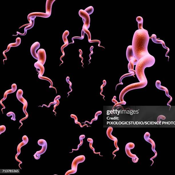 ilustrações de stock, clip art, desenhos animados e ícones de syphilis bacteria, illustration - treponema pallidum