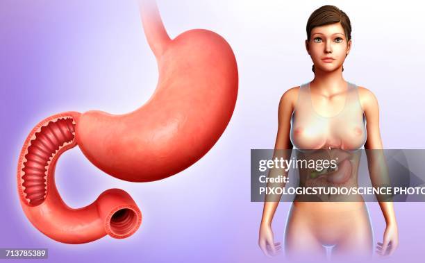 ilustraciones, imágenes clip art, dibujos animados e iconos de stock de female stomach and duodenum, illustration - duodeno