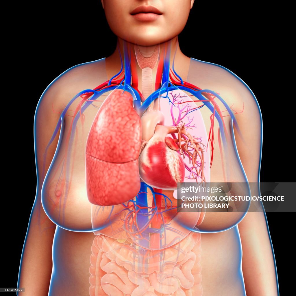 Female Chest Anatomy Illustration High-Res Vector Graphic - Getty