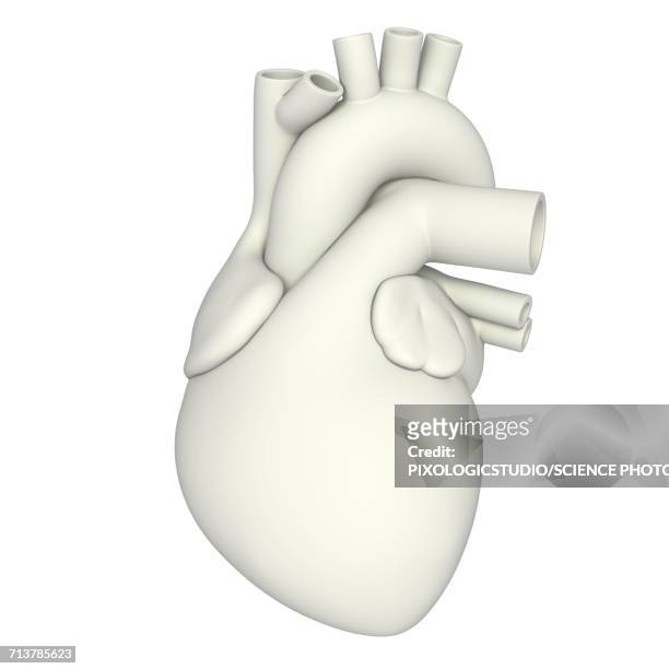 stockillustraties, clipart, cartoons en iconen met human heart anatomy, illustration - body parts