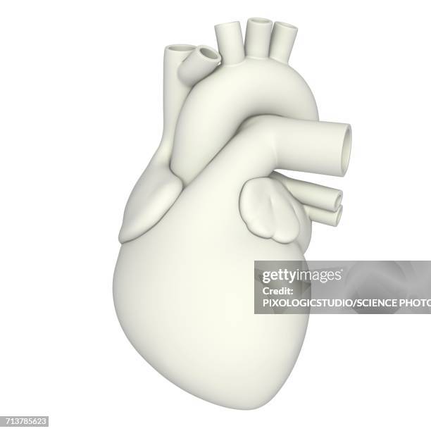 human heart anatomy, illustration - part of body stock illustrations