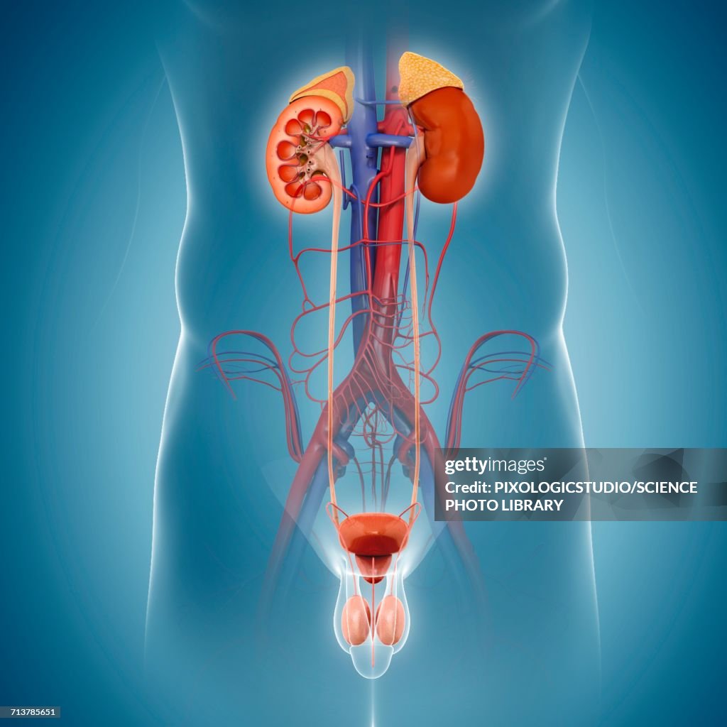 Urinary System Diffusion Human Urinary System Illustration High-Res Vector Graphic - Getty Images