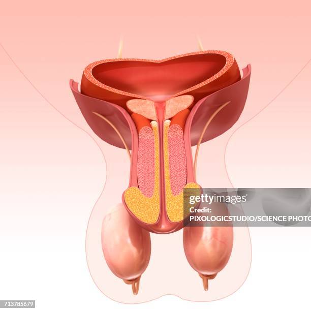 ilustraciones, imágenes clip art, dibujos animados e iconos de stock de male reproductive system, illustration - escroto