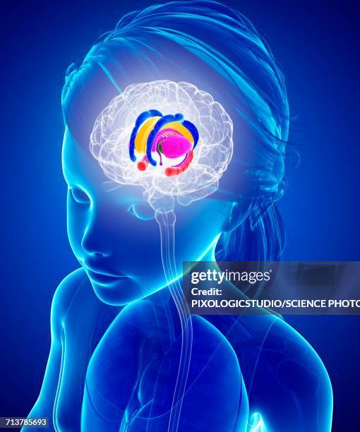 bildbanksillustrationer, clip art samt tecknat material och ikoner med brain anatomy, illustration - basal ganglia