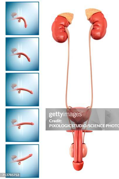 stockillustraties, clipart, cartoons en iconen met male reproductive system, illustration - flaccid