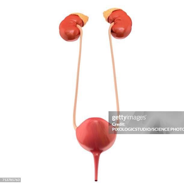 female urinary system, illustration - human kidney illustrations stock illustrations