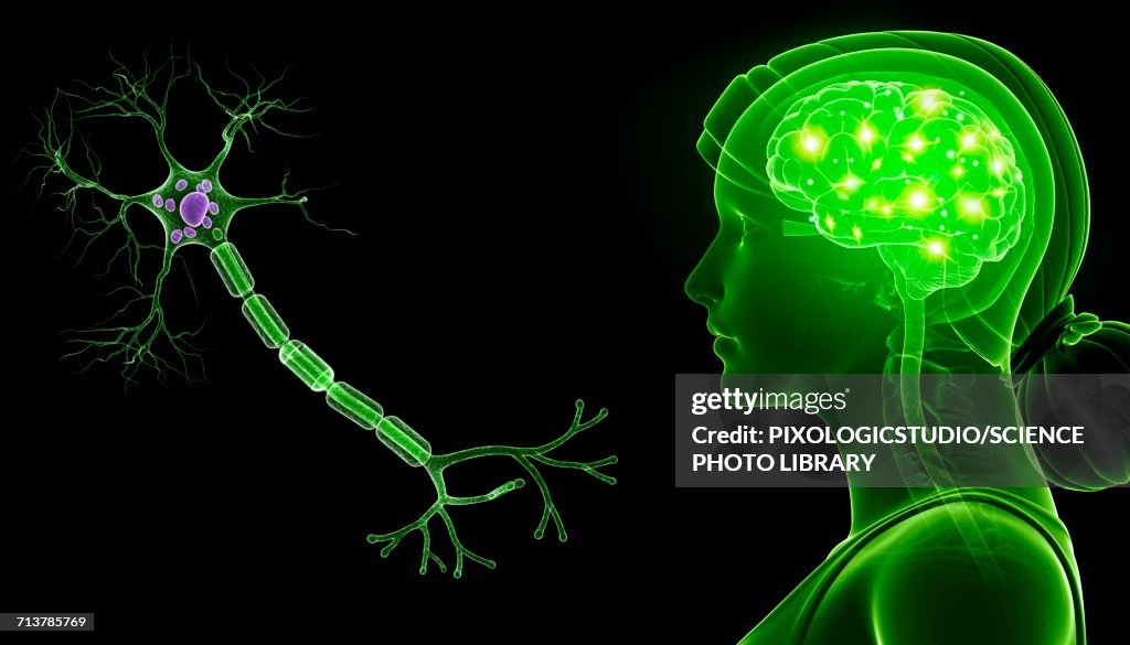 Brain and nerve cell, illustration
