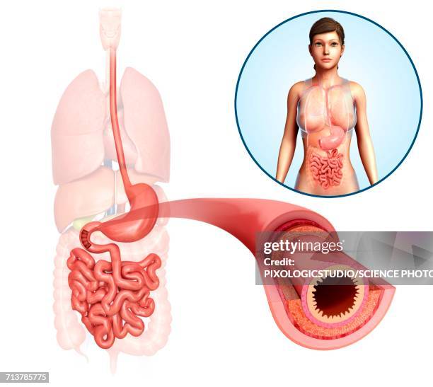 Procto Intestine Small Intestine Cut Photos and Premium High Res Pictures - Getty Images