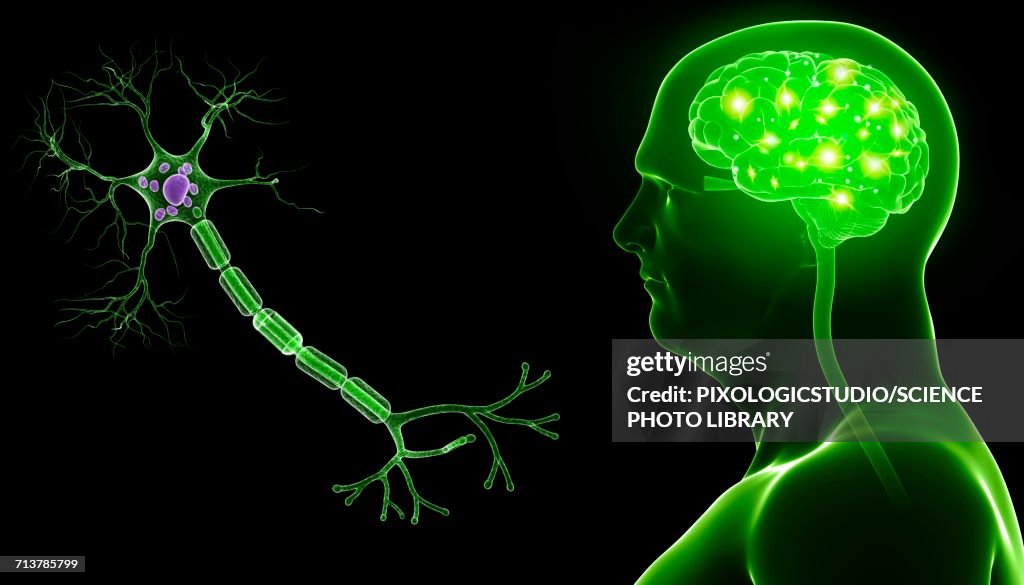 Brain and nerve cell, illustration