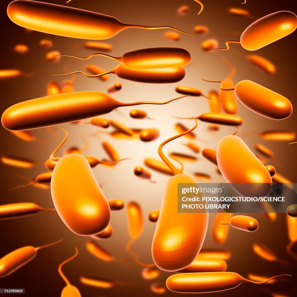 Escherichia coli bacteria, illustration