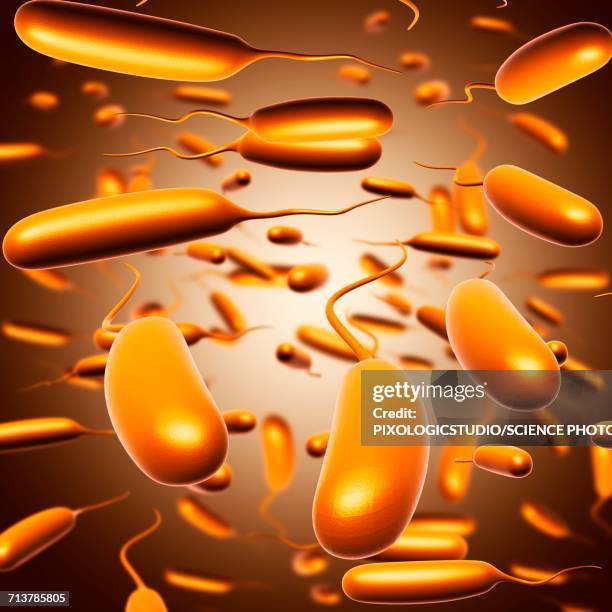 escherichia coli bacteria, illustration - enterobacteria stock illustrations