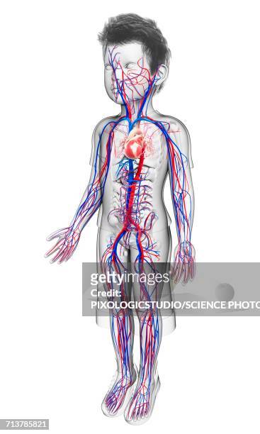 ilustraciones, imágenes clip art, dibujos animados e iconos de stock de childs cardiovascular system, illustration - blood flow
