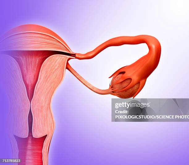 ilustraciones, imágenes clip art, dibujos animados e iconos de stock de female reproductive system, illustration - ovarios