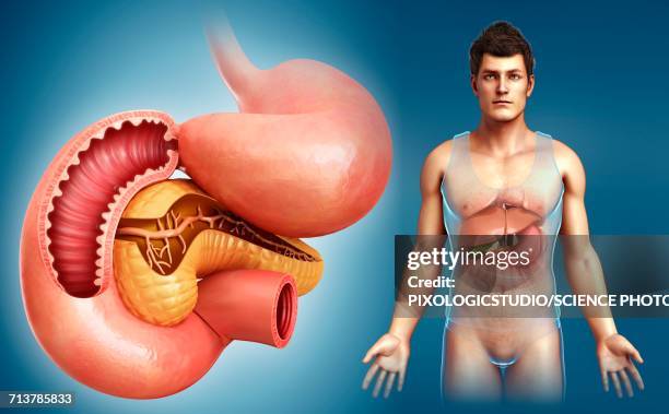 male digestive system, illustration - small intestine stock illustrations