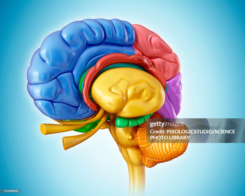 Brain Images Human Brain Anatomy Illustration High-Res Vector Graphic - Getty Images