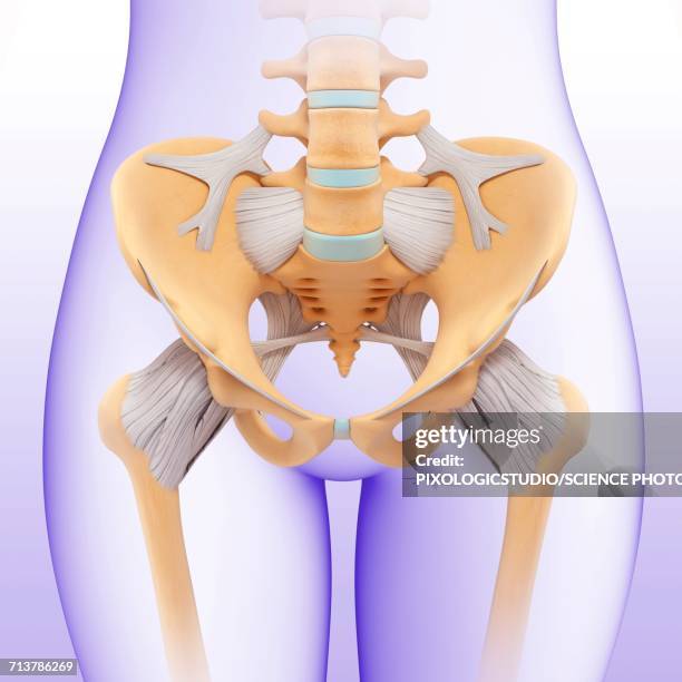 female pelvis, illustration - hip body part stock illustrations