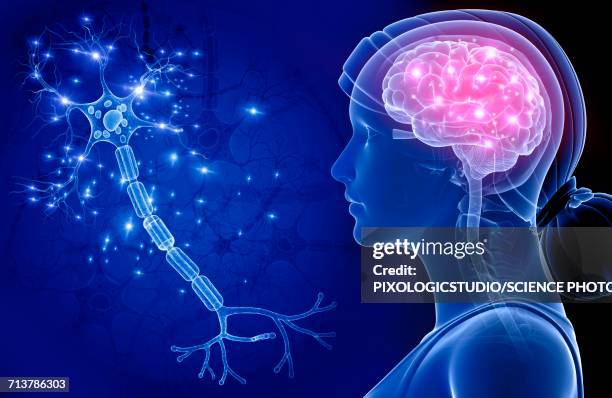 brain and nerve cell, illustration - female likeness stock illustrations