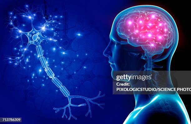 ilustrações de stock, clip art, desenhos animados e ícones de brain and nerve cell, illustration - célula nervosa