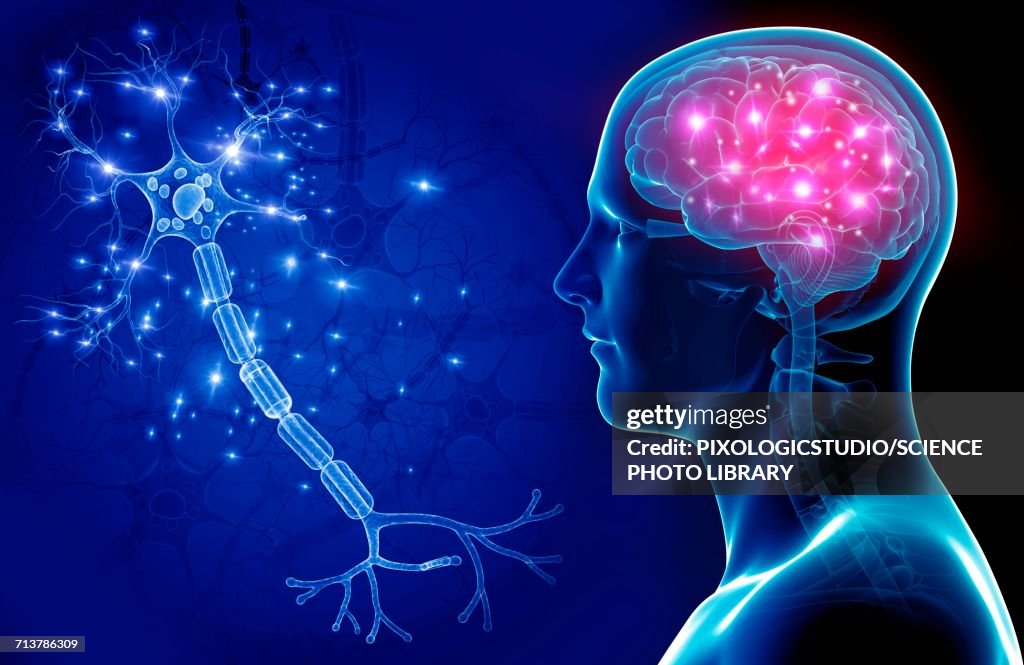 Brain and nerve cell, illustration