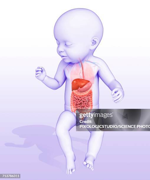 babys digestive system, illustration - baby white background stock illustrations