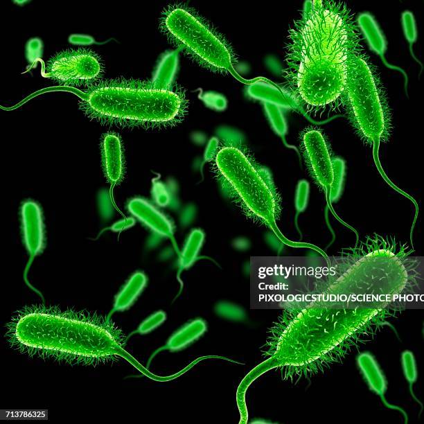 stockillustraties, clipart, cartoons en iconen met e. coli bacteria, illustration - escherichia coli