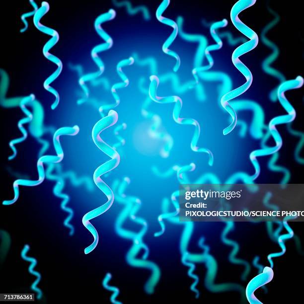 spirillum bacteria, illustration - spirillum stock illustrations