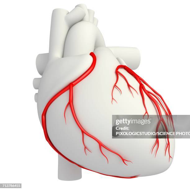 illustrations, cliparts, dessins animés et icônes de coronary arteries, illustration - système sanguin