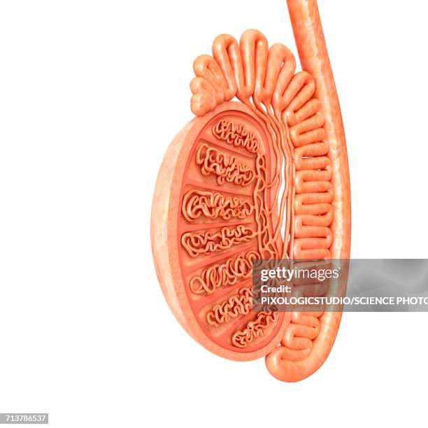 Testis In Real Life Testis Illustration Photos and Premium High Res Pictures - Getty Images