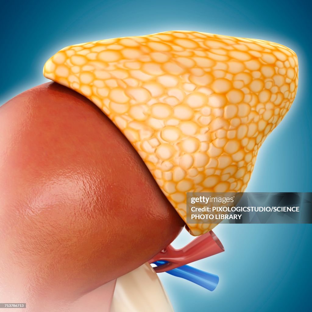 Adrenal gland anatomy, illustration