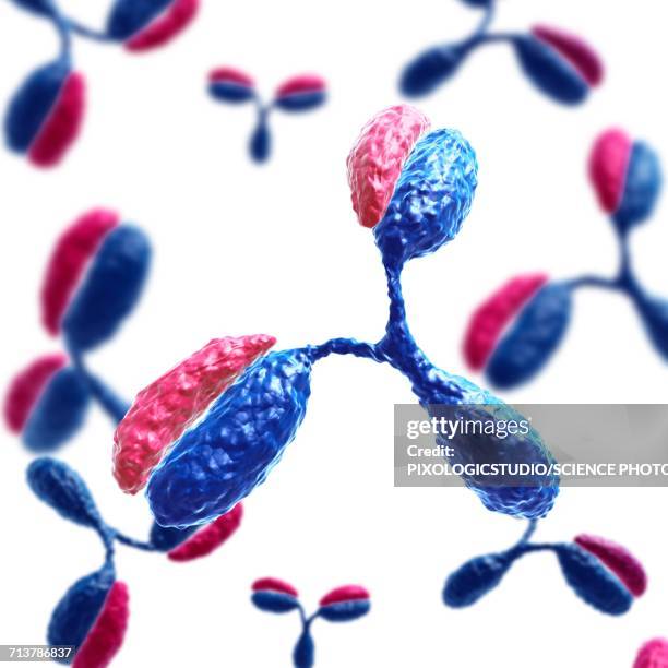 antibodies, illustration - antibody stock illustrations