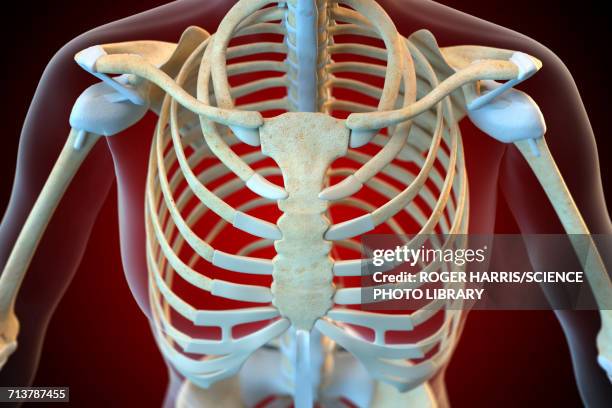 ligaments of the human thorax - rib cage点のイラスト素材／クリップアート素材／マンガ素材／アイコン素材