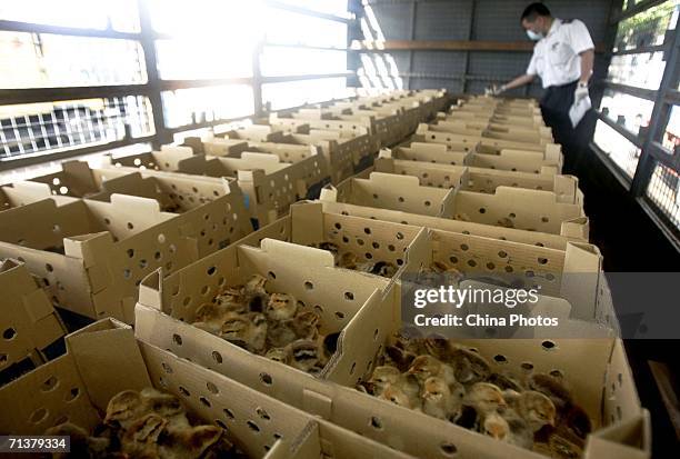 Quarantine official inspects day-old chicks to be exported to Hong Kong at the Wenjindu Port on July 6, 2006 in Shenzhen of Guangdong Province,...