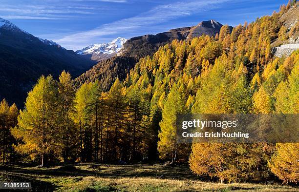 larches in national park hohe tauern, austria - hohe tauern national park stockfoto's en -beelden