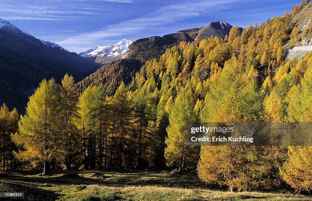 Larches in national park Hohe Tauern, Austria