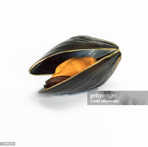 mussel opend, close-up - mussel stock pictures, royalty-free photos & images