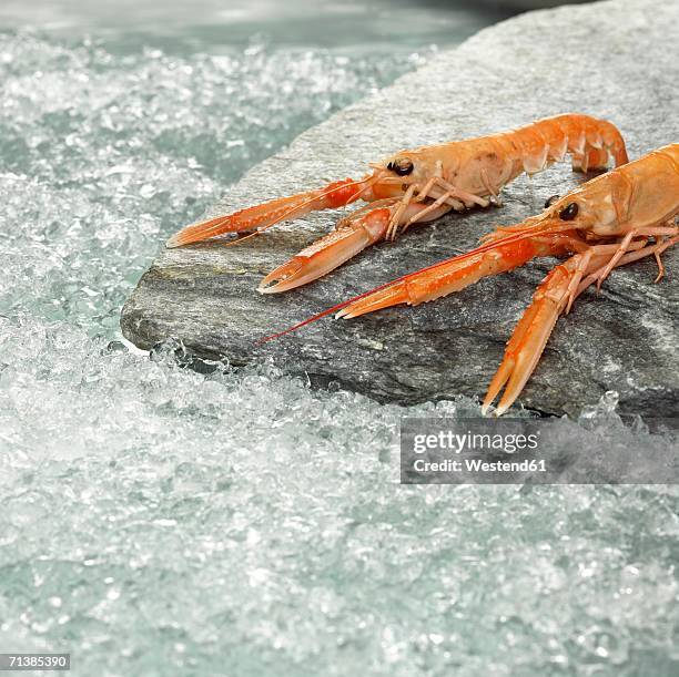 prawns on crushed ice, close-up - crushed ice stock pictures, royalty-free photos & images