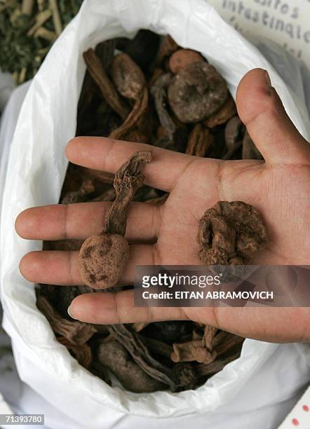 Man shows Huanarpo fruit , a thousand-year-old Peruvian plant that grows in the jungle and in the Andean Heights at a fair in Lima, 05 July 2006. The...