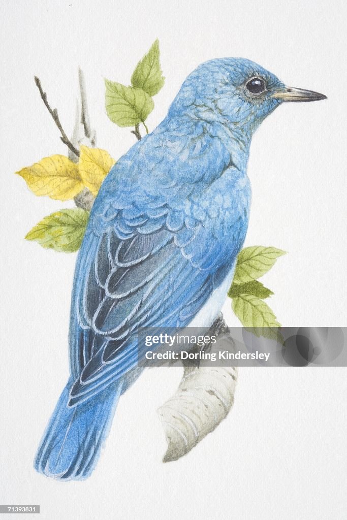 Mountain Bluebird, sialia currucoides, turquoise blue bird sitting on a branch.